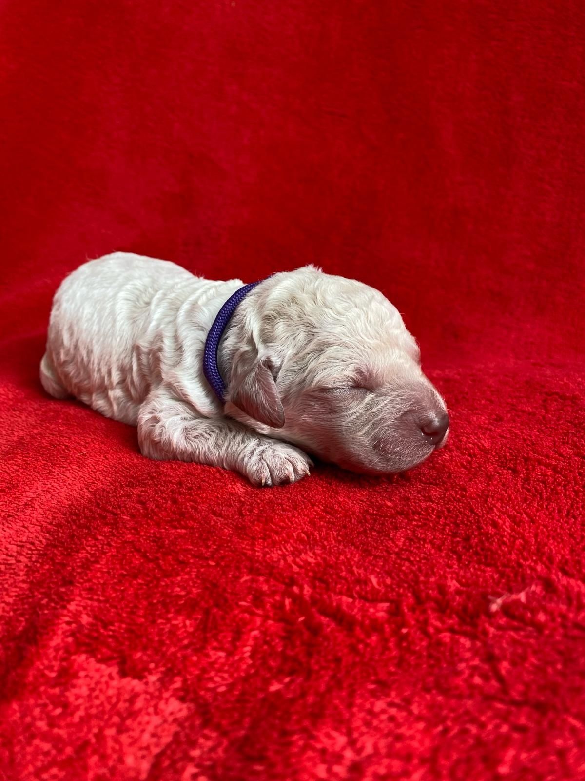 Lagotto Romagnolo FCI