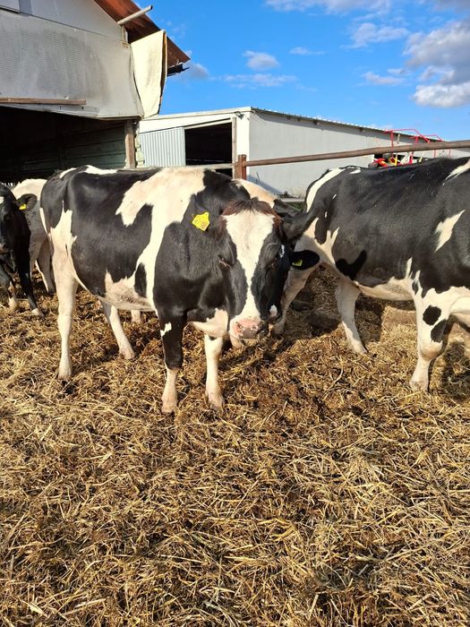 Jałówka hodowlana wysokocielna HF