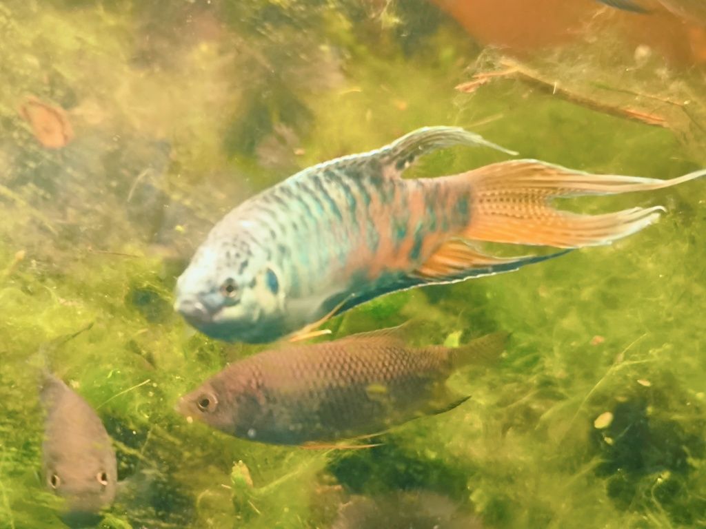 Peixe paraíso azul