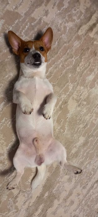 ВЯЗКА Джек Рассел терьер ( мини)