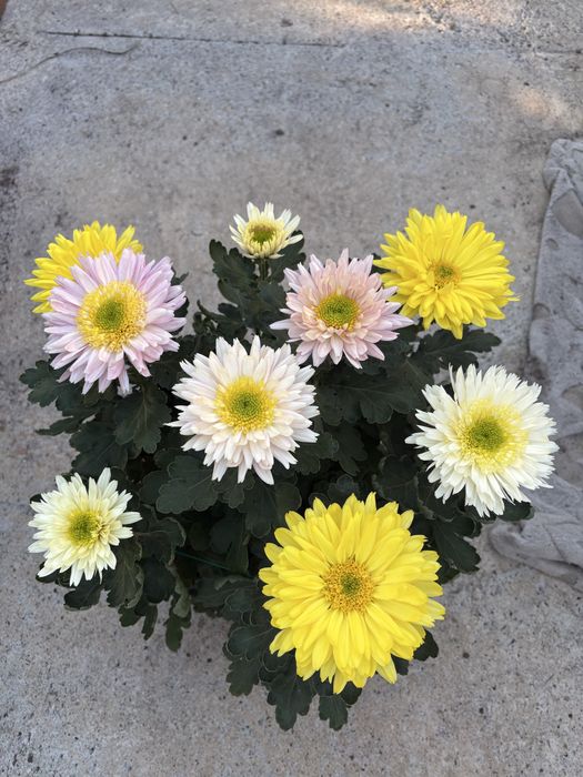 Chryzantemy pieknie ukwiecone