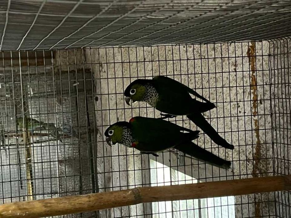 Vendo vários tipos de aves