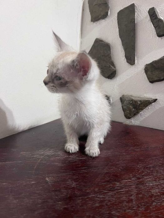 Doação de 2 gatinhas fêmea