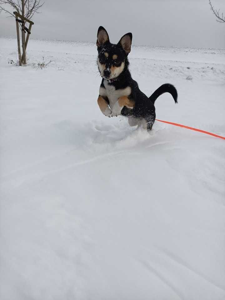 Lola poleca się do adopcji.