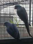 Ring necke aves 2025