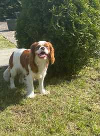 Cavalier King Charles Spaniel blenheim