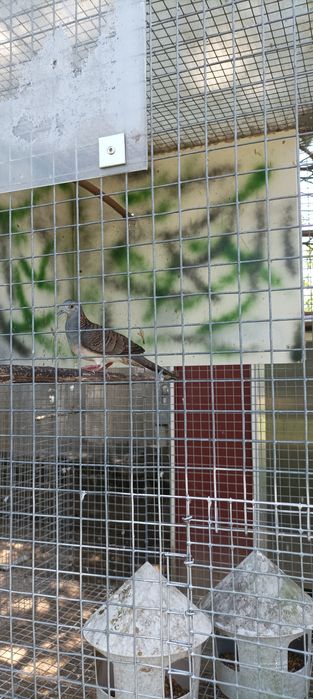 Várias rolas disponíveis