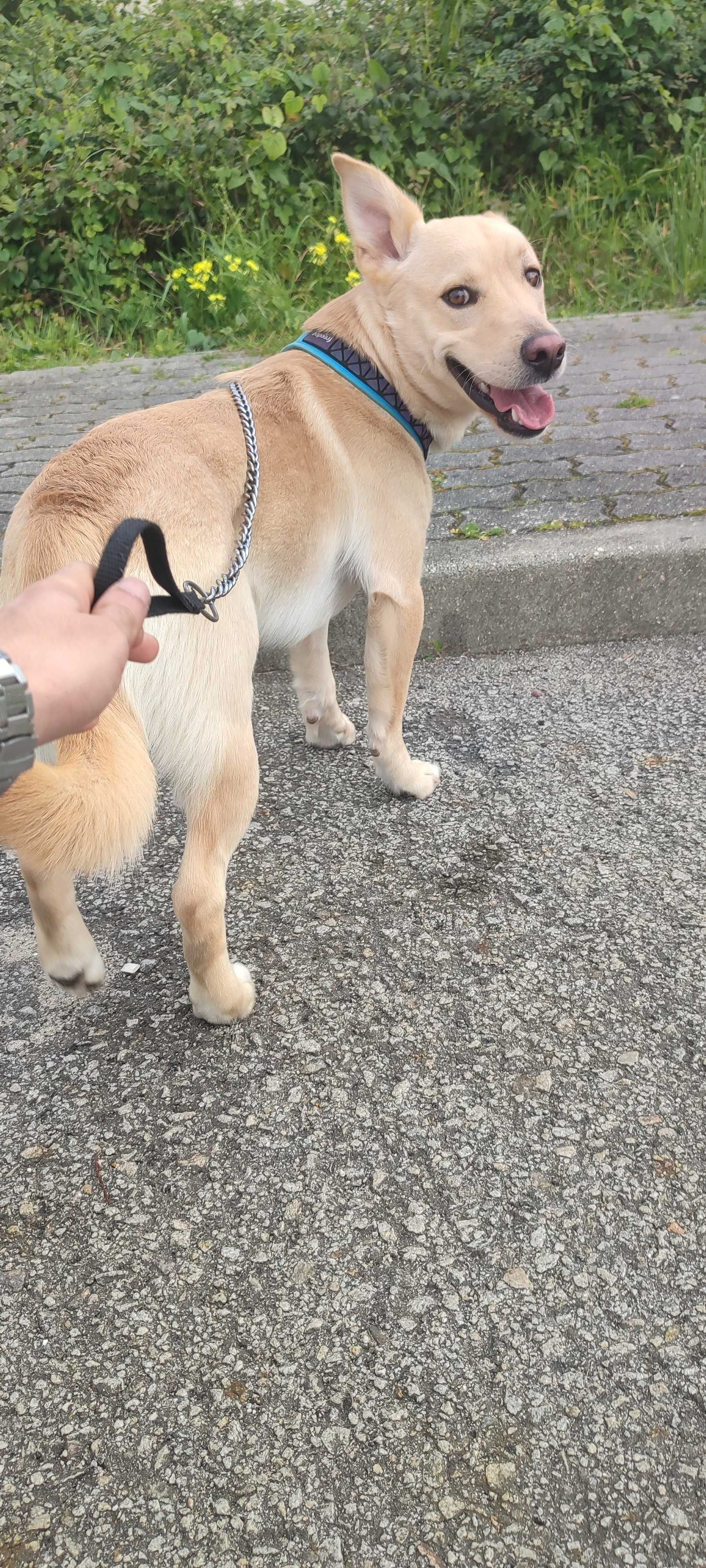 Cão raçado de labrador