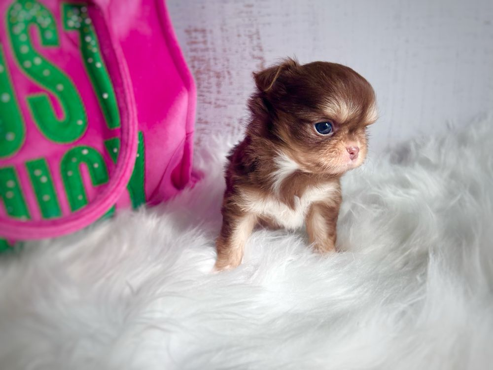 ***Mini długowłosy chłopczyk chihuahua czekoladowy***