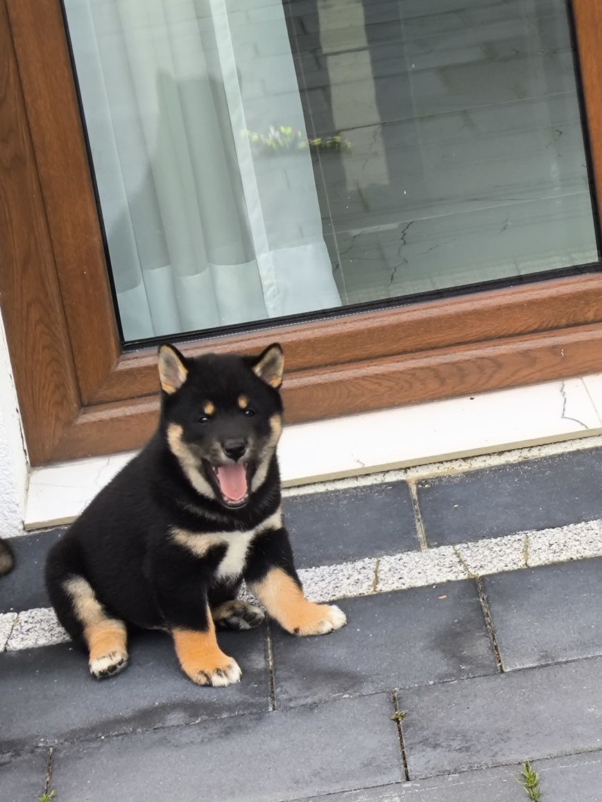 Sprzedam pieska shiba inu