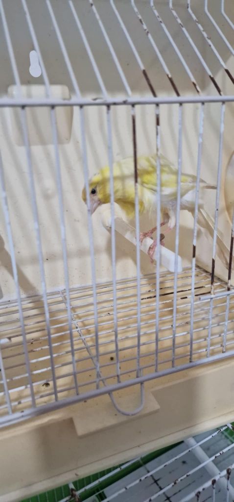 Canários para venda
