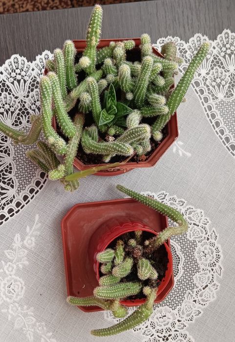 ,шлюмбергер, різдвяник,Аглаонема,,грошове дерево , спатифілум