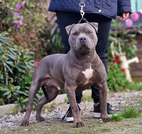 American Staffordshire Terrier AMSTAFF Reproduktor