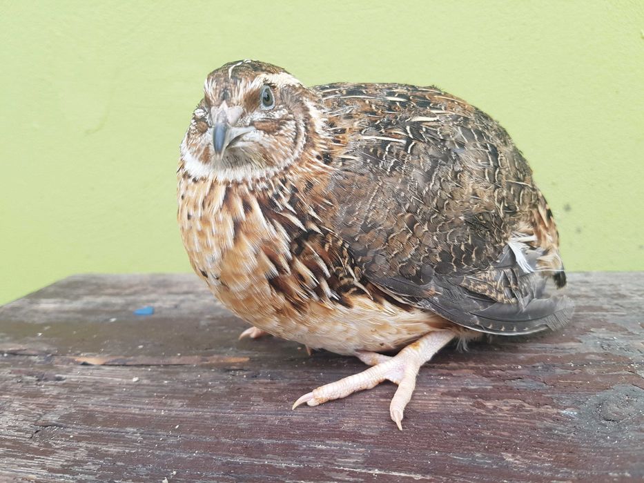 Przepiórka kurka nioska