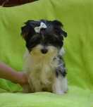 Colorful Yorkshire Terrier Biewer piesek Lucek rodowód