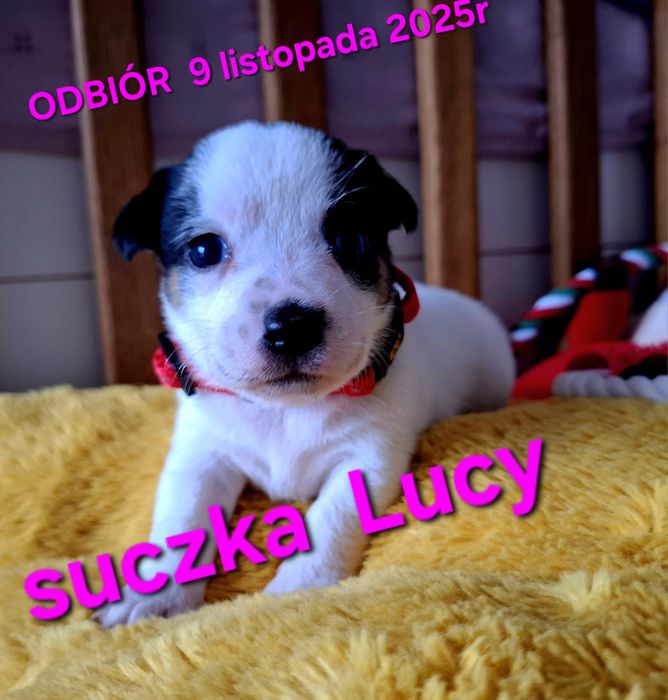 Suczka Jack Russell odbiór 9 listopad krótkie nózki RODZIICE W HODOWLI