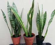 Planta espadas são jorge