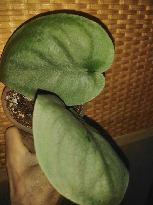 Продам сциндапсус, епипремнум  та  филодендрон