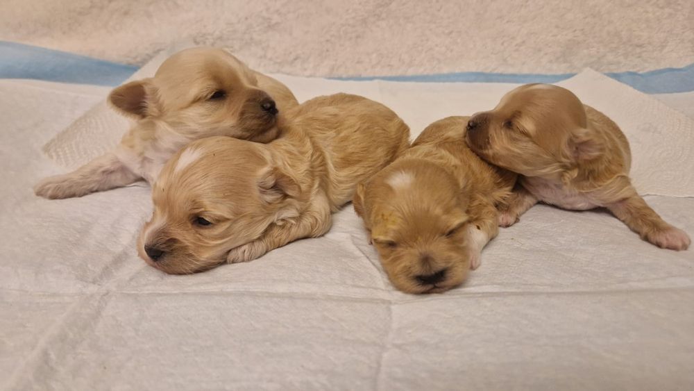 Maltipoo - śliczna, malutka suczka!