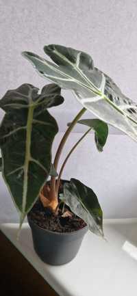 Alocasia amazonica