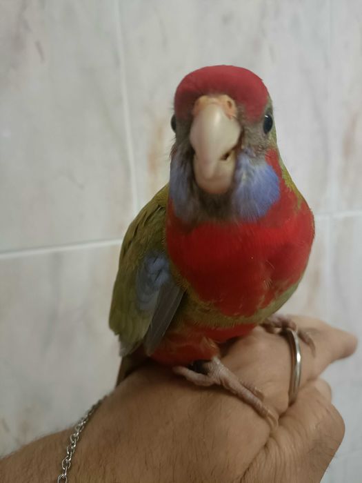 Rosela vermelha penante criada a mao