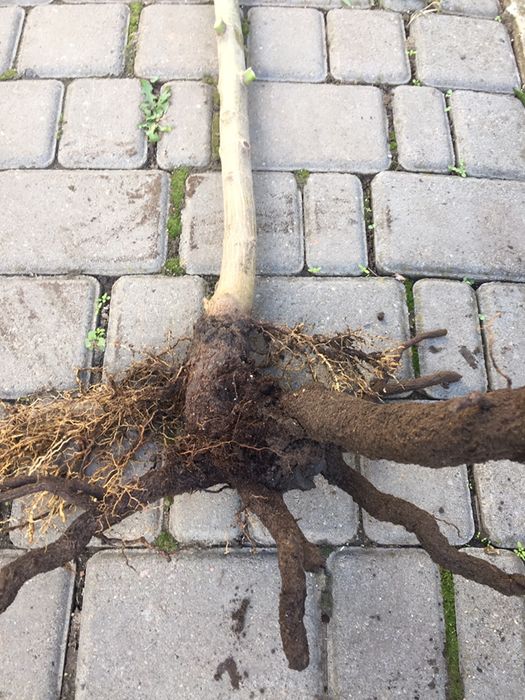 Павловния.Павловнія. Річні саджанці сортів Войлочна,ШанТонг,ПаоТонгZ07