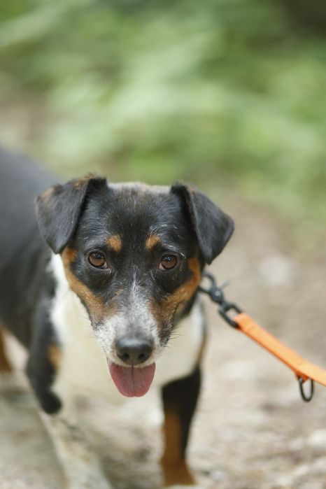 Idek szuka domu tymczasowego lub stałego!