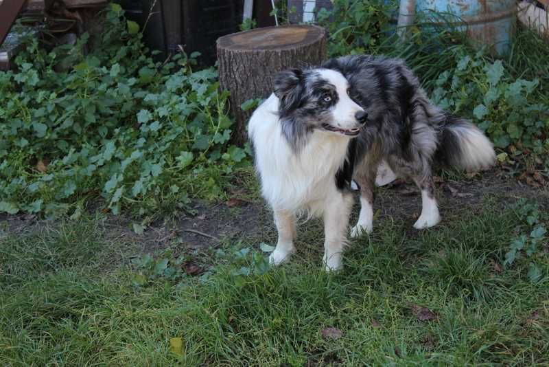 Border collie - śliczna sunia