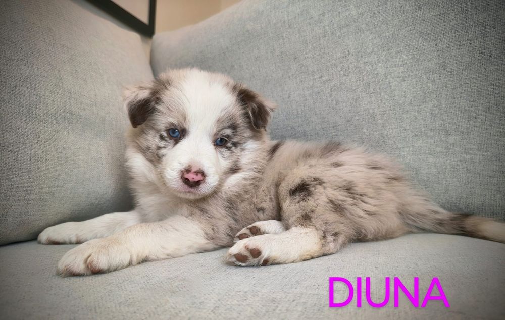 Border Collie Suczka Chocolate Merle BADANIA