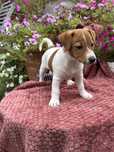 Jack Russell Terrier - sunie gotowe do odbioru