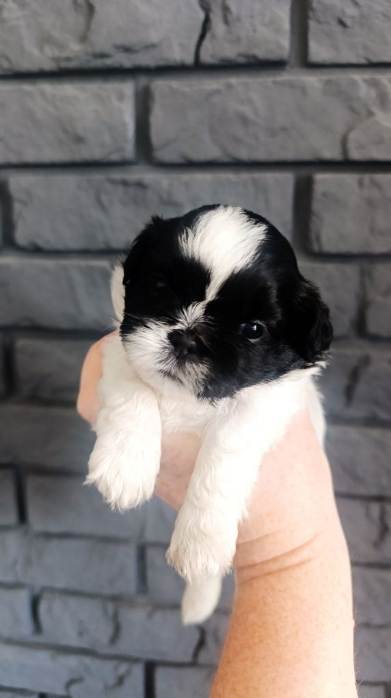 Śliczna Shih tzu z genem czekoladowym