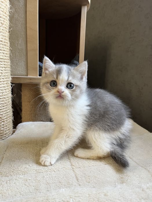 Бона Боночка страйтова