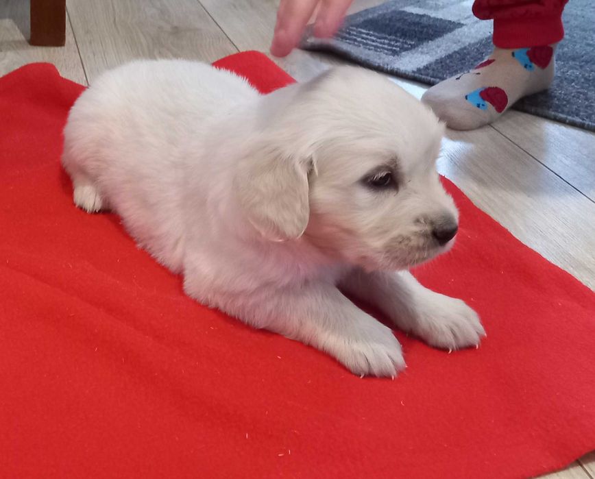 Sunia golden retriever
