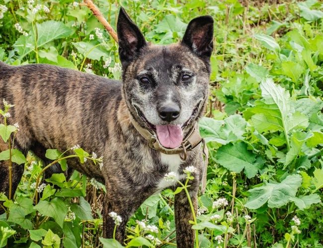 Morengo do adopcji!