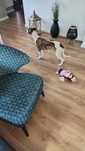 Suczka whippet FCI