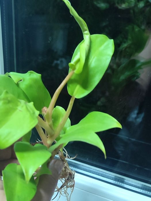 Филодендрон лимонный, комнатный цветок, комнатное растение