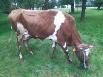 Krowa po Jersey   .
