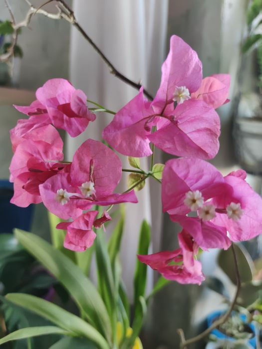 Пассифлора , бугенвиллии разные