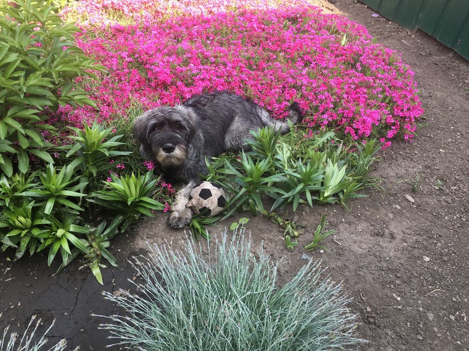 Потерялся любимец семьи