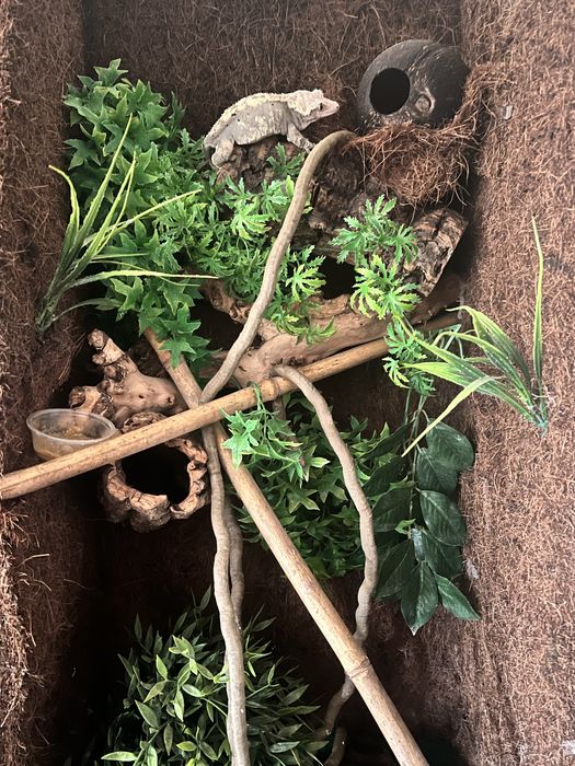 Gekony orzęsione (samiec + samica) z terrariami – komplet