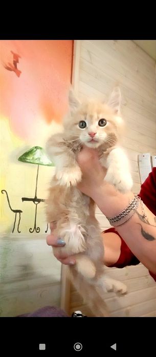 Мейн-кун  Полидакт котята мальчики и девочки