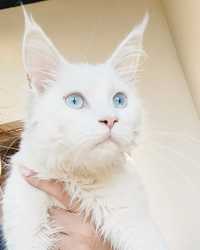 Maine Coon kotka piękna rodowodowa Felis Polonia