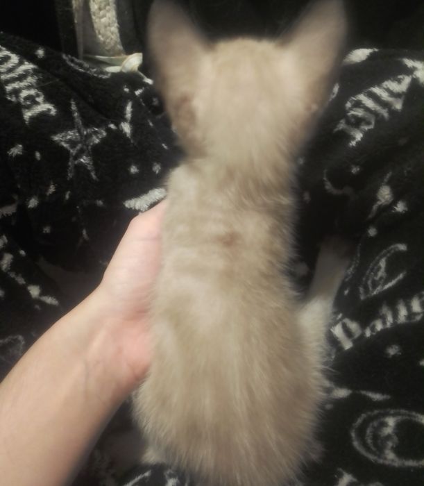 Gatinhos bebés  para adoção