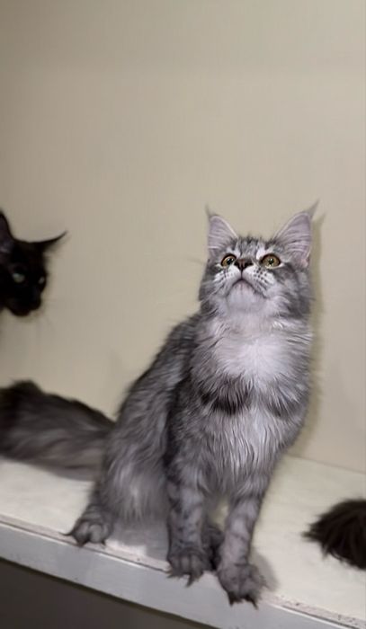 Срібна красуня мейн-кун з розплідника