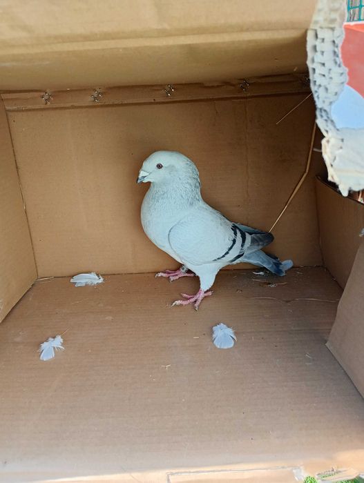 Sprzedam gołębie STANDARDY