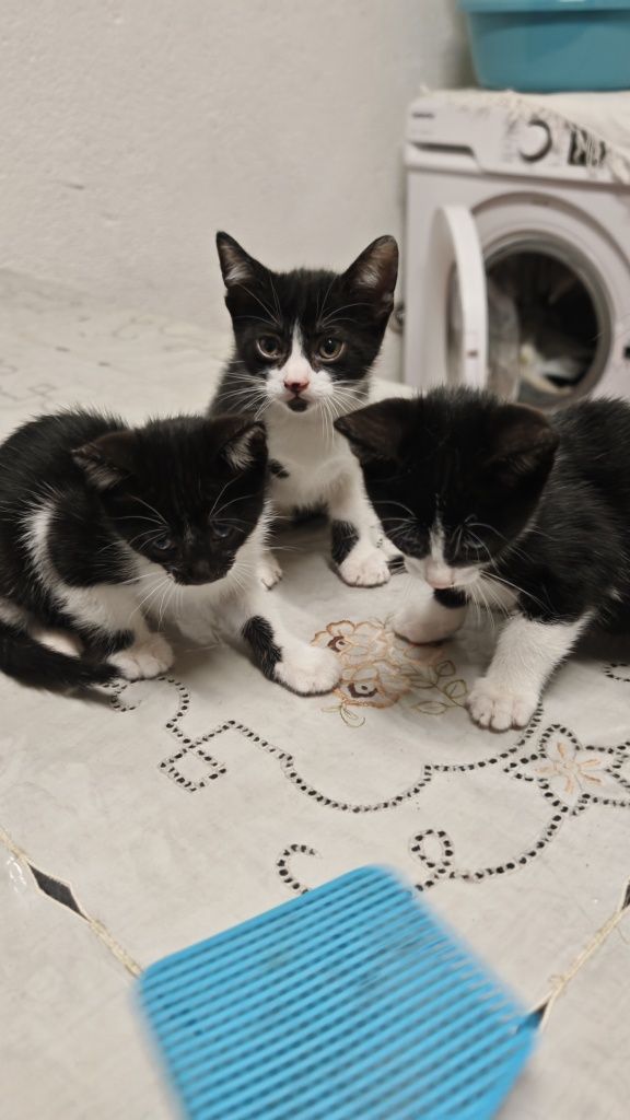 Dá-se gatinhos bebés com 1 mês e meio