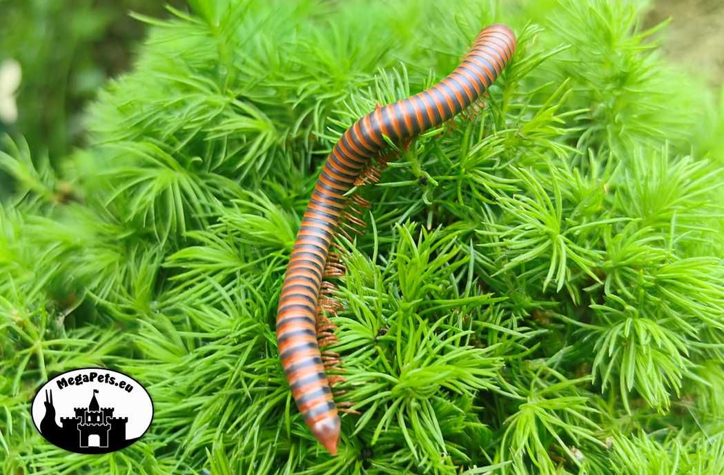 Krocionóg Atopochetus spinimargo Wije Stonoga Skoczogonki Ekipa Ślimak