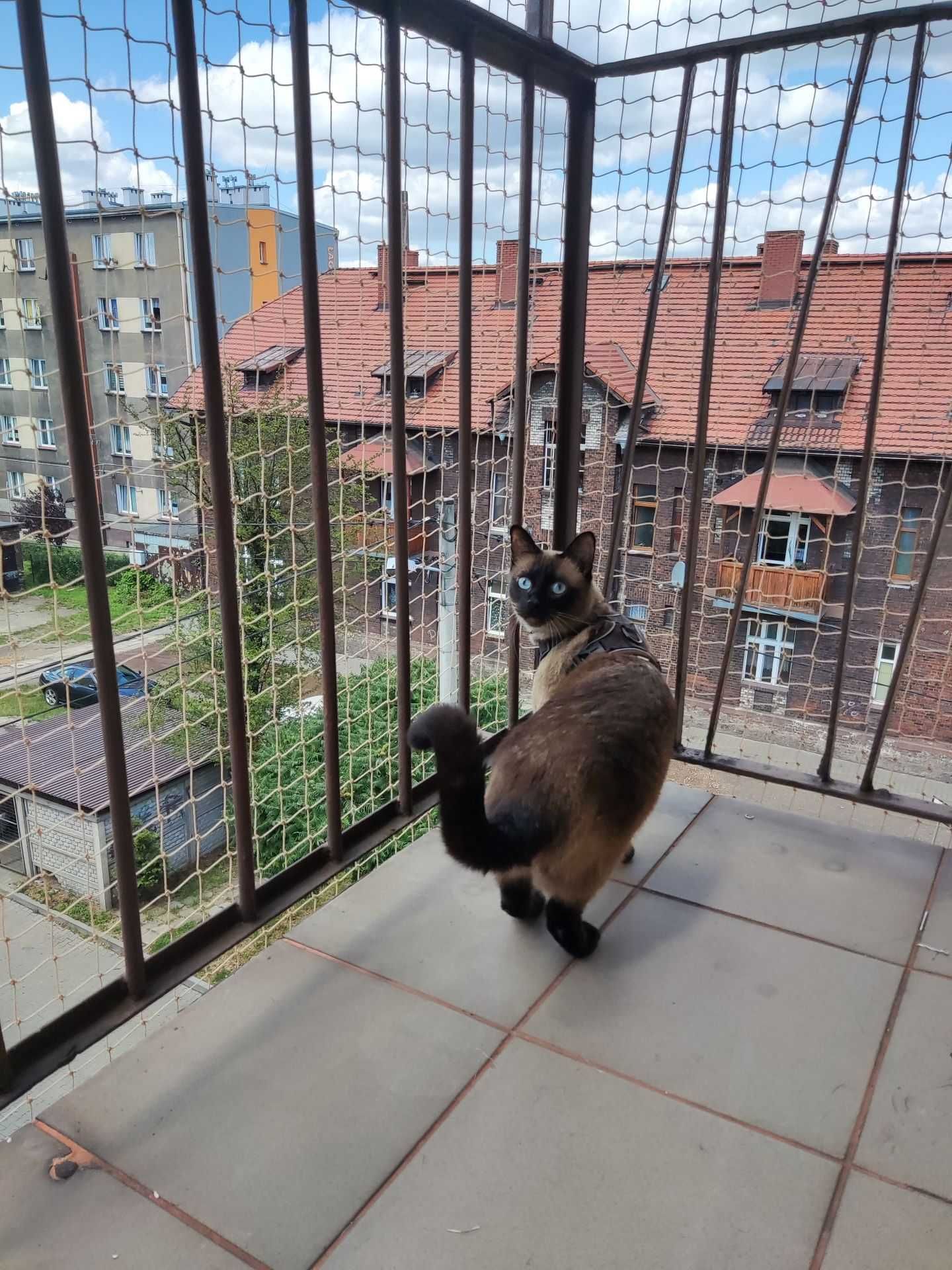 Siatka na balkon okno dla kota Zestaw do wiercenia 3,5x2m