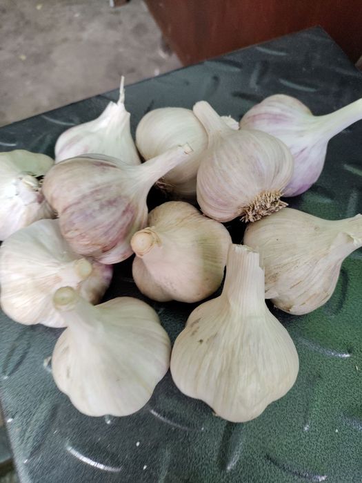 Продам крупний озимий часник