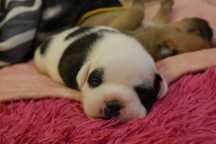 Staffordshire Bull Terrier ZKwP Staffik FCI piękna suczka TERA TERESKA